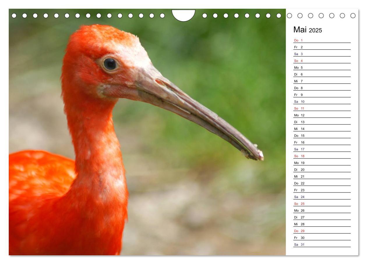 Bild: 9783435816941 | Faszinierende Tierportraits (Wandkalender 2025 DIN A4 quer),...