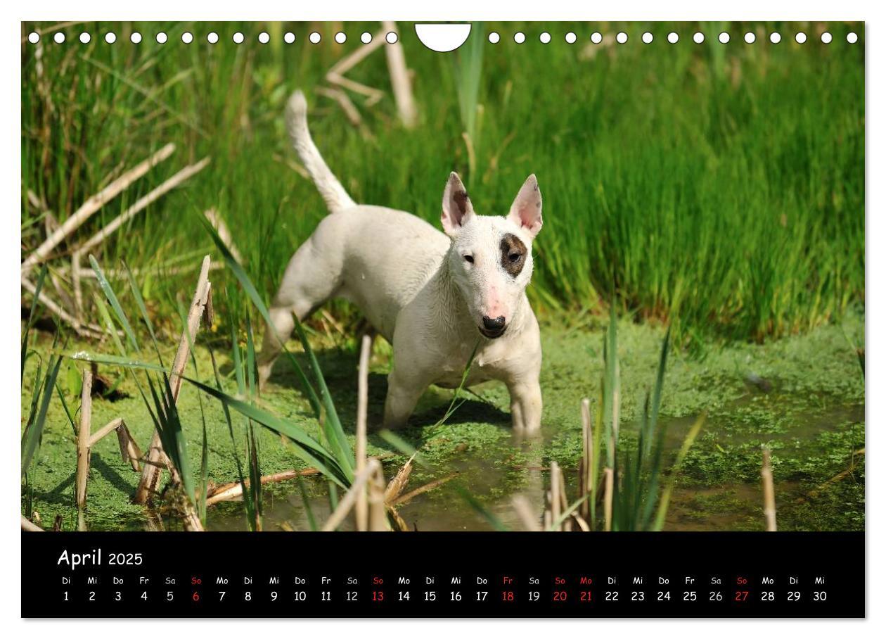 Bild: 9783435587230 | Bullterrier? Was sonst! (Wandkalender 2025 DIN A4 quer), CALVENDO...