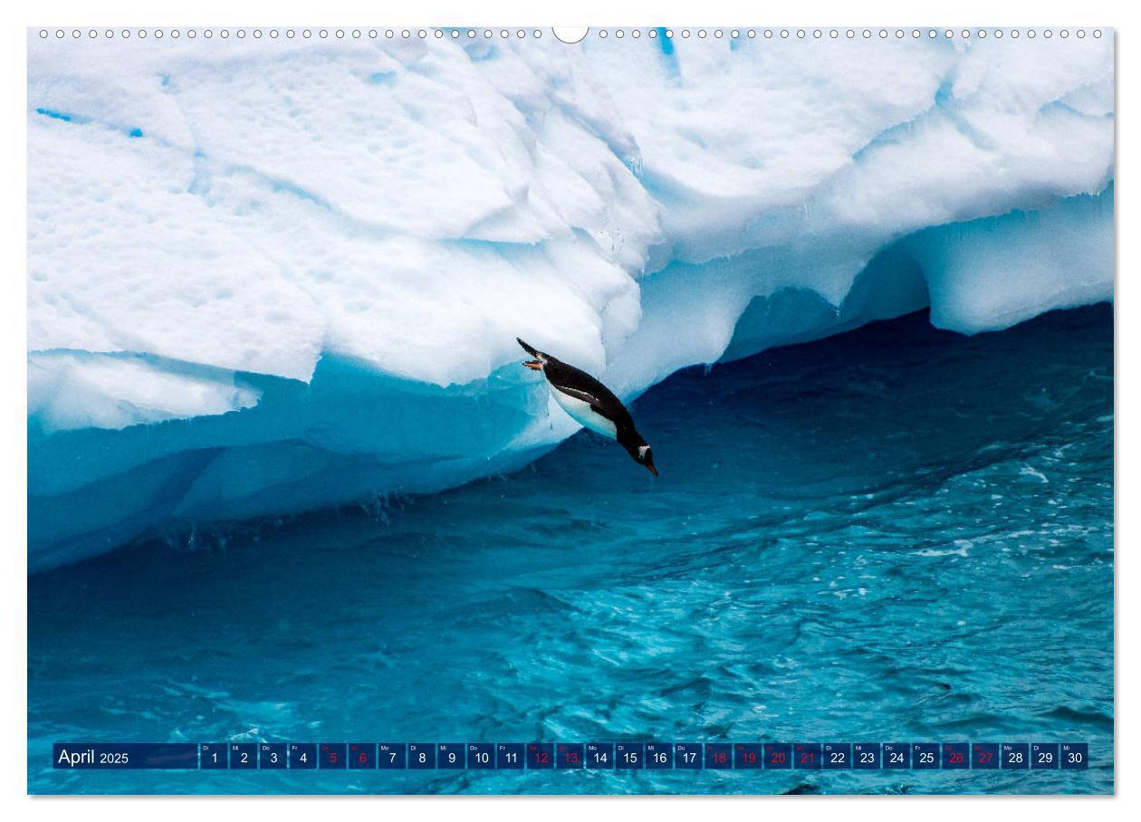 Bild: 9783435257225 | Antarktis Gletscher, Robben, Pinguine (Wandkalender 2025 DIN A2...