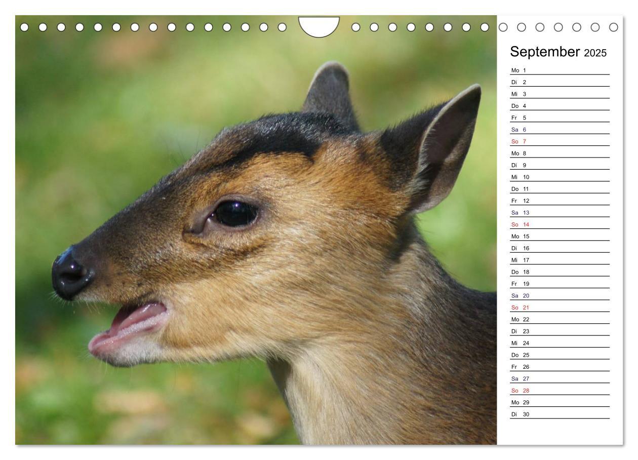 Bild: 9783435816941 | Faszinierende Tierportraits (Wandkalender 2025 DIN A4 quer),...