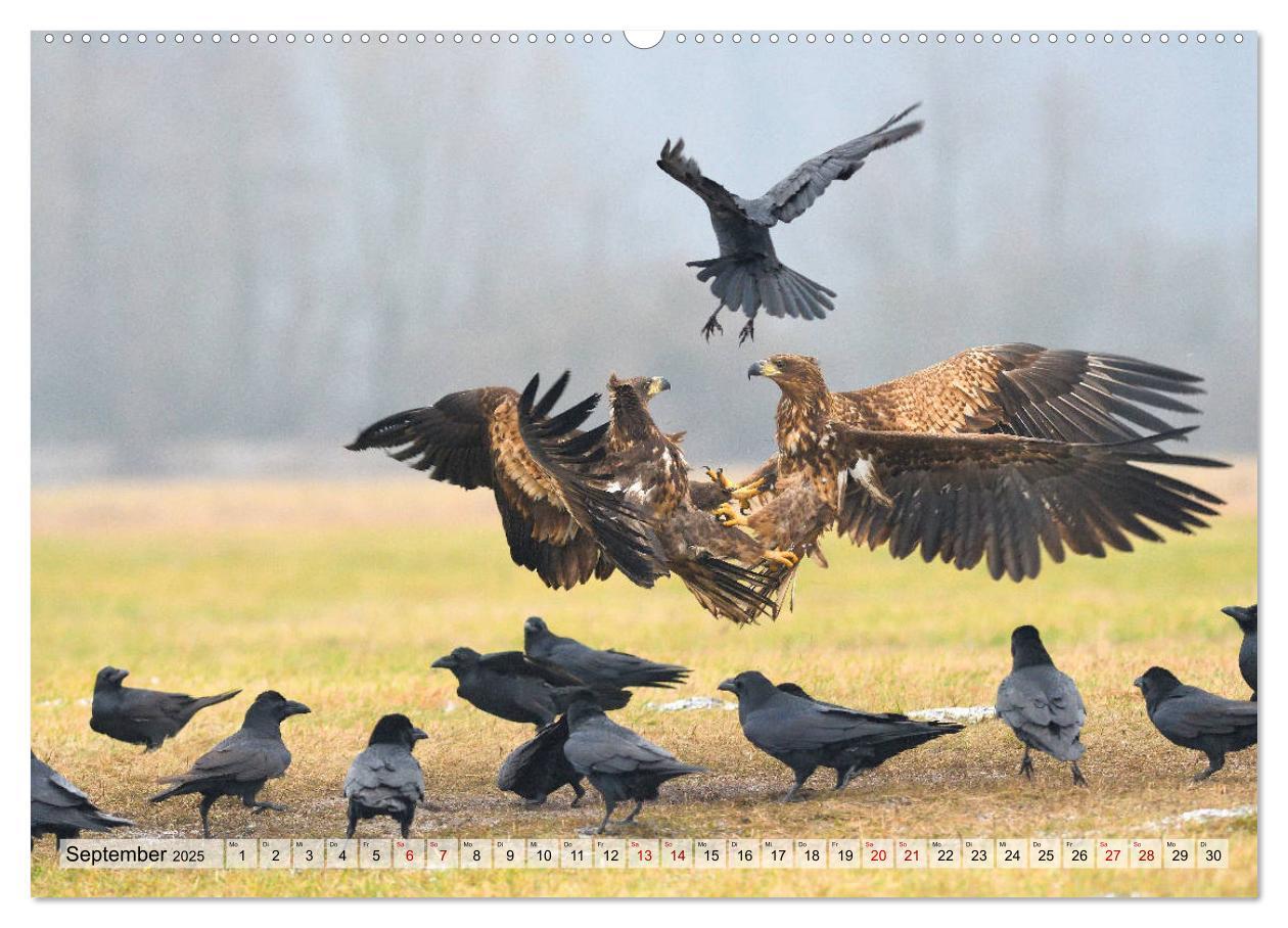 Bild: 9783435230105 | Majestätische Seeadler (Wandkalender 2025 DIN A2 quer), CALVENDO...