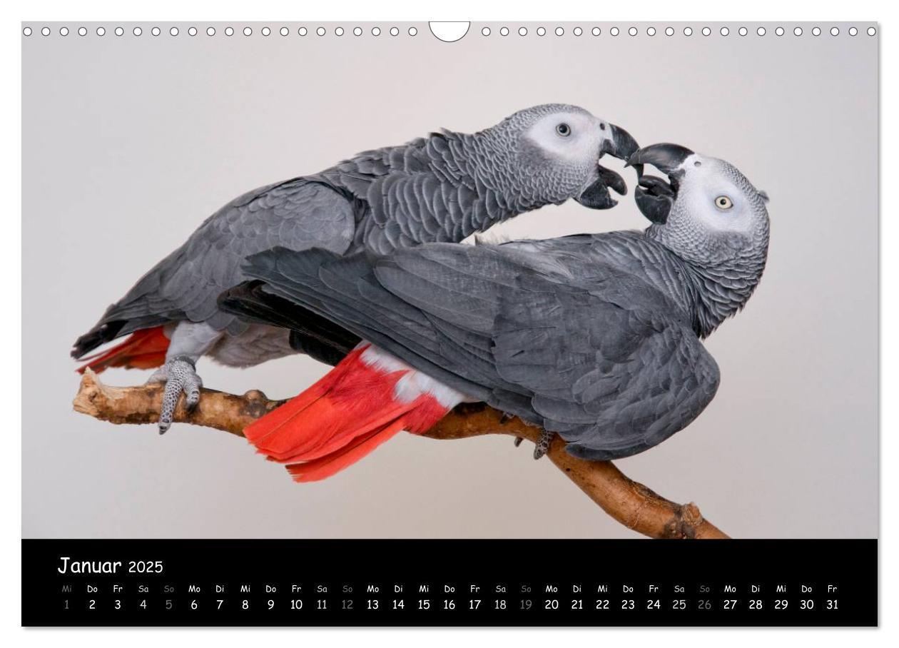 Bild: 9783435686995 | Graupapageien mit Herz (Wandkalender 2025 DIN A3 quer), CALVENDO...