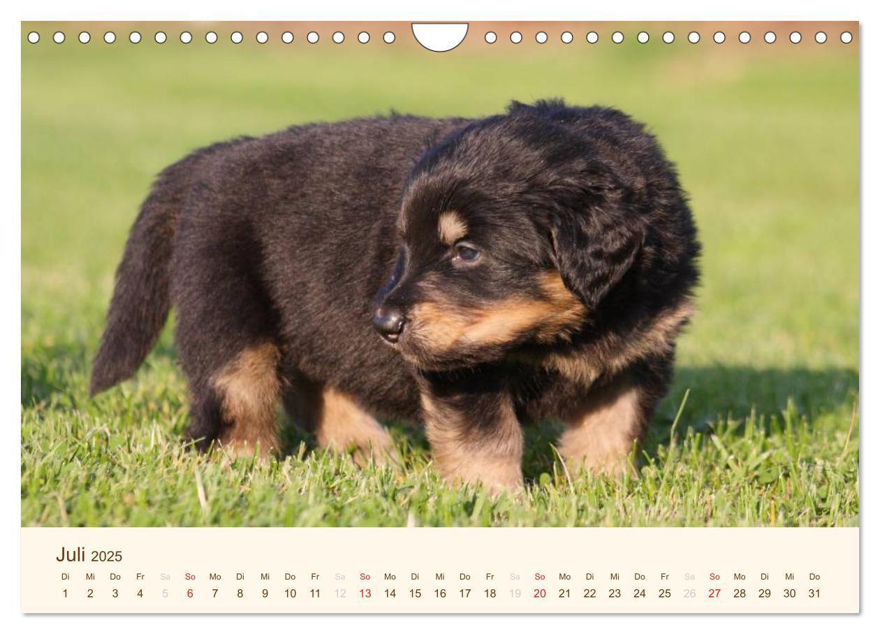 Bild: 9783435793068 | Hovawarte - einmal anders (Wandkalender 2025 DIN A4 quer), CALVENDO...