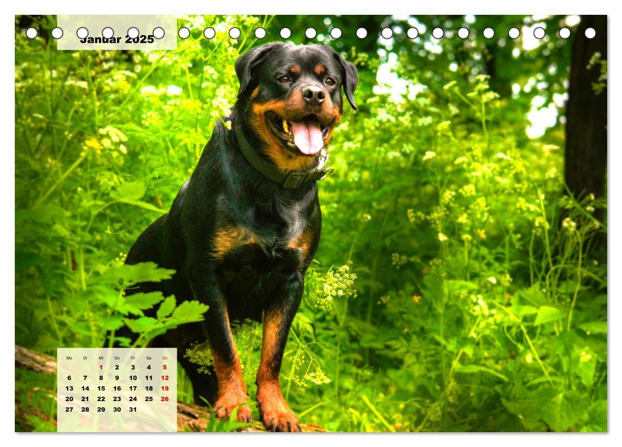 Bild: 9783383947391 | Mein Rottweiler. Nervenstarker Gebrauchs- und Begleithund...