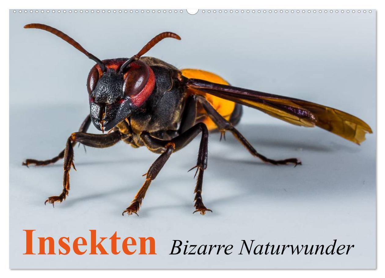 Cover: 9783435700752 | Insekten ¿ Bizarre Naturwunder (Wandkalender 2025 DIN A2 quer),...