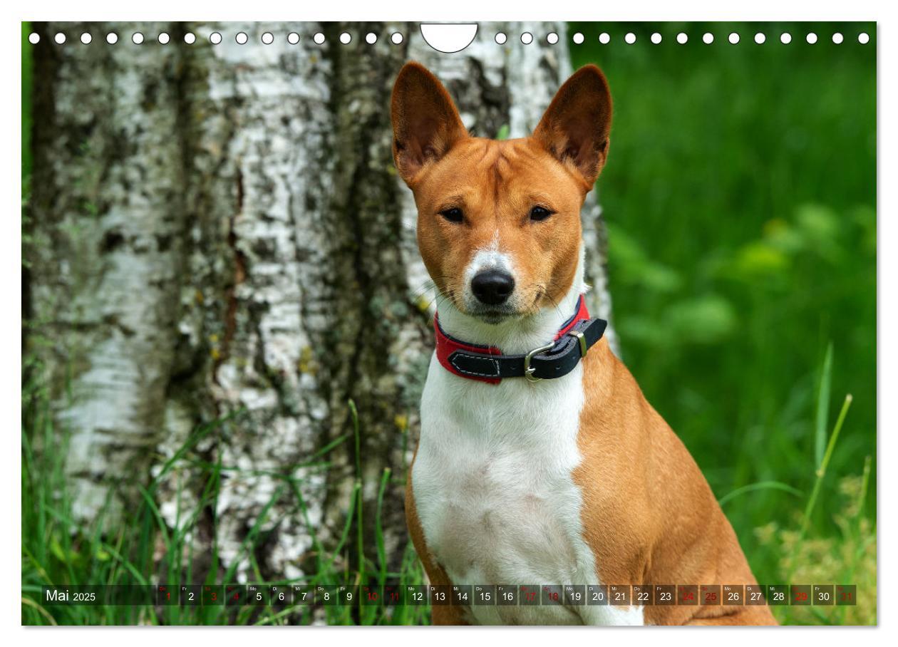 Bild: 9783435025978 | Coole Basenjis (Wandkalender 2025 DIN A4 quer), CALVENDO...