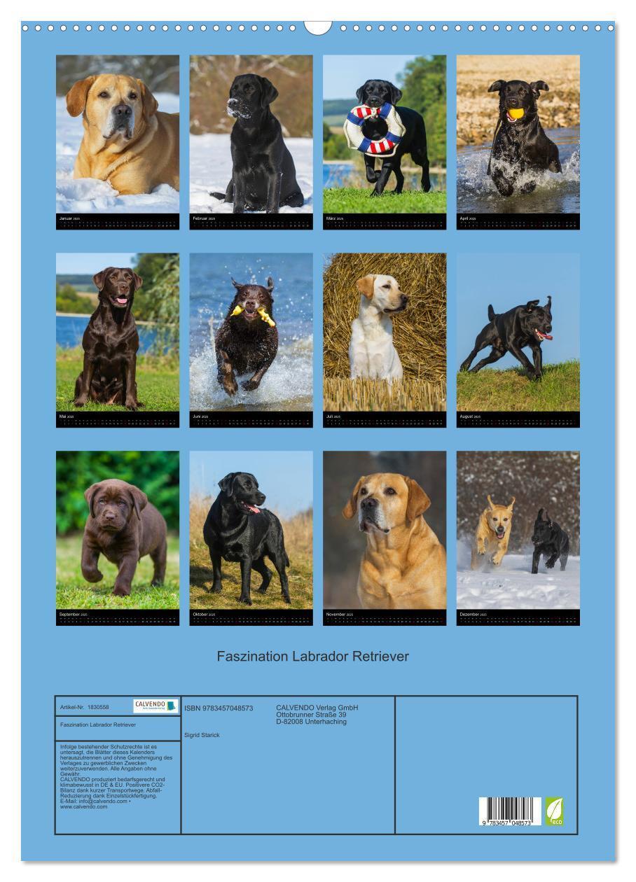 Bild: 9783457048573 | Faszination Labrador Retriever (Wandkalender 2025 DIN A2 hoch),...