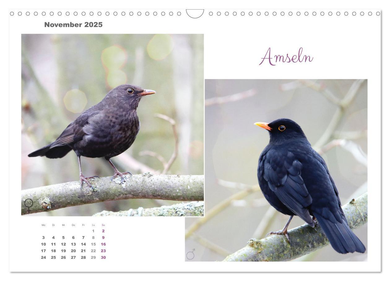 Bild: 9783435059294 | Vogel-Pärchen (Wandkalender 2025 DIN A3 quer), CALVENDO Monatskalender