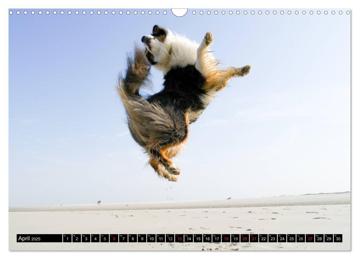 Bild: 9783435553129 | Australian Shepherd - Lebensfreude auf vier Pfoten (Wandkalender...