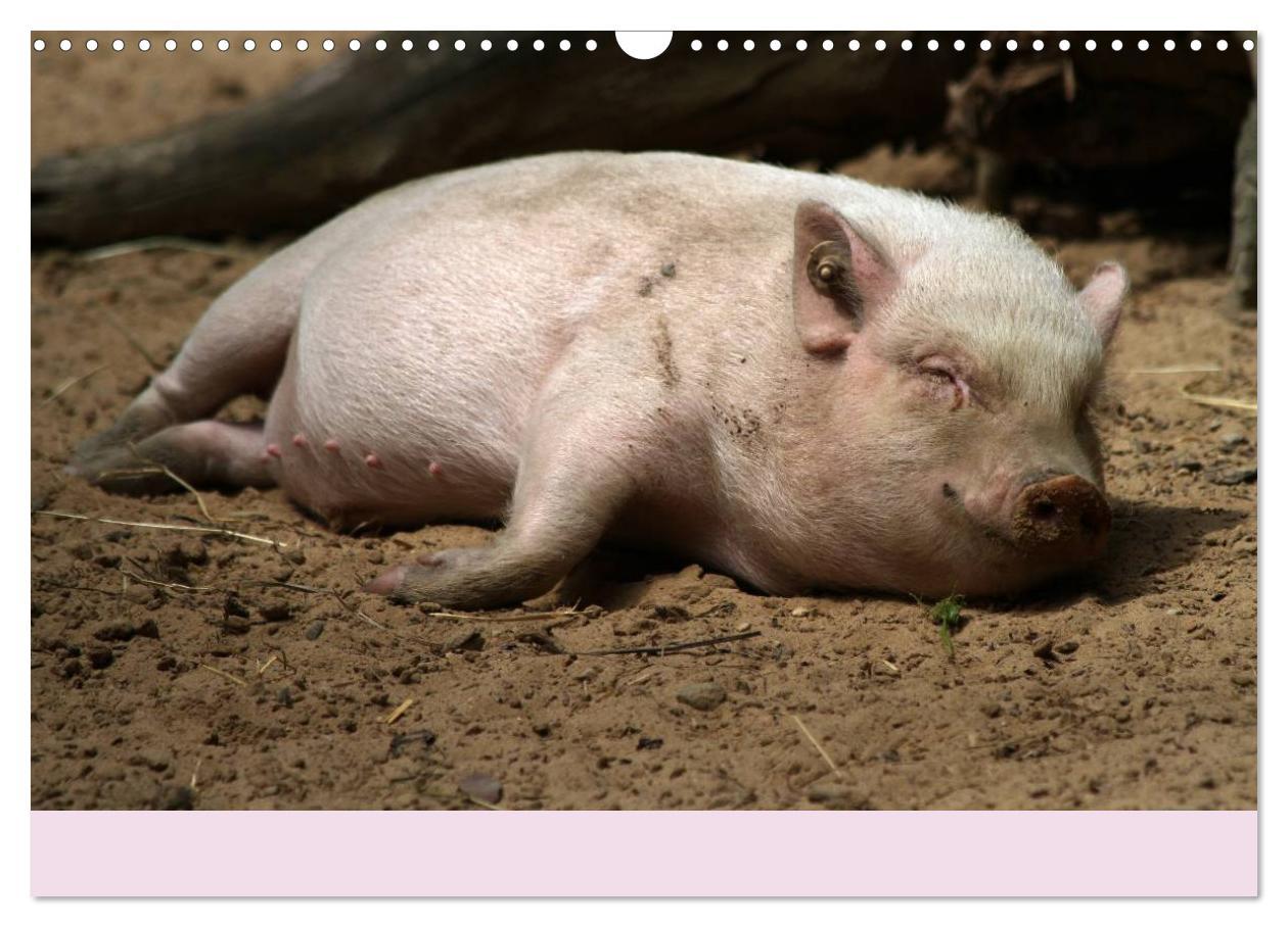 Bild: 9783435778638 | Schwein gehabt! (Wandkalender 2025 DIN A3 quer), CALVENDO...