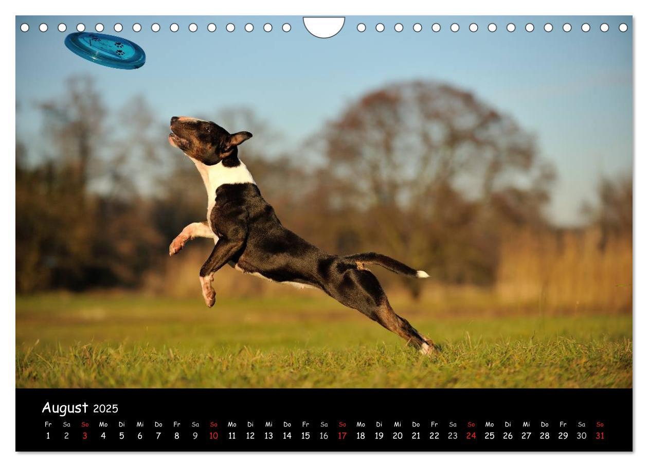 Bild: 9783435587230 | Bullterrier? Was sonst! (Wandkalender 2025 DIN A4 quer), CALVENDO...