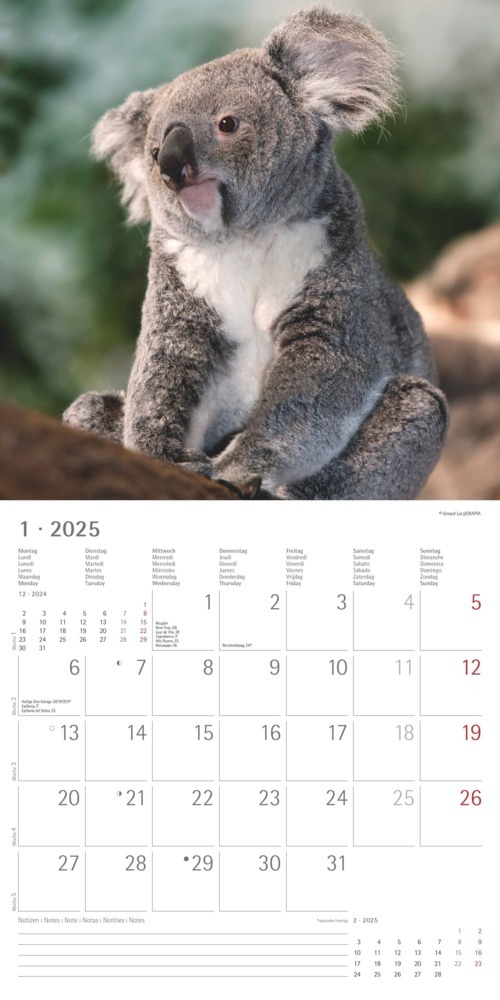 Bild: 4251732340759 | Alpha Edition - Koalas 2025 Broschürenkalender, 30x30cm,...