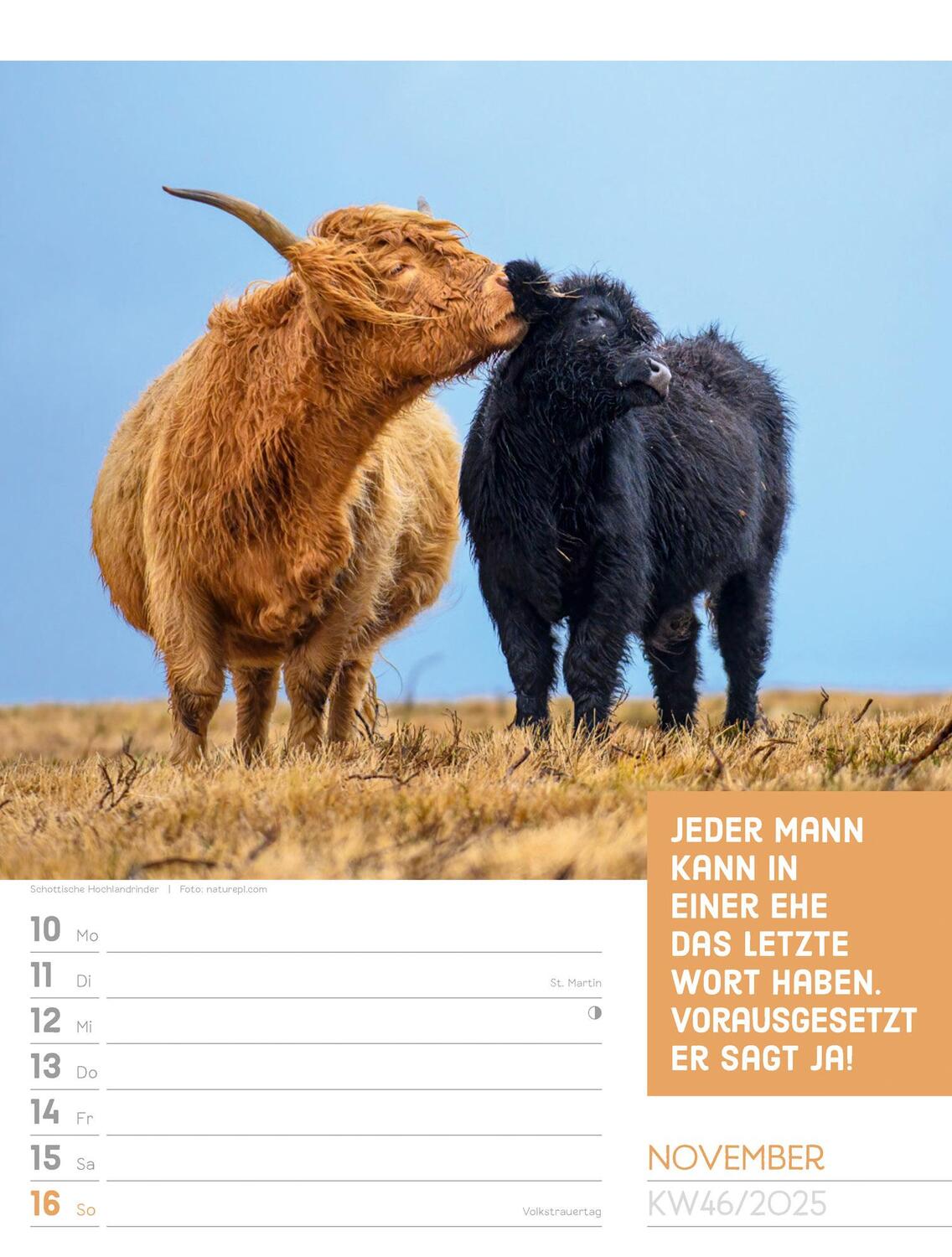 Bild: 9783838425962 | Tierisch! Sprüchekalender - Wochenplaner Kalender 2025 | Kunstverlag