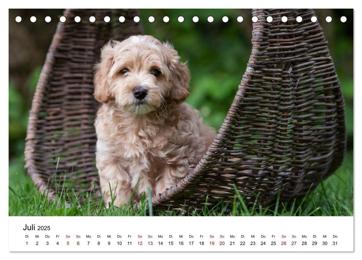 Bild: 9783435037353 | Maltipoo Welpen (Tischkalender 2025 DIN A5 quer), CALVENDO...