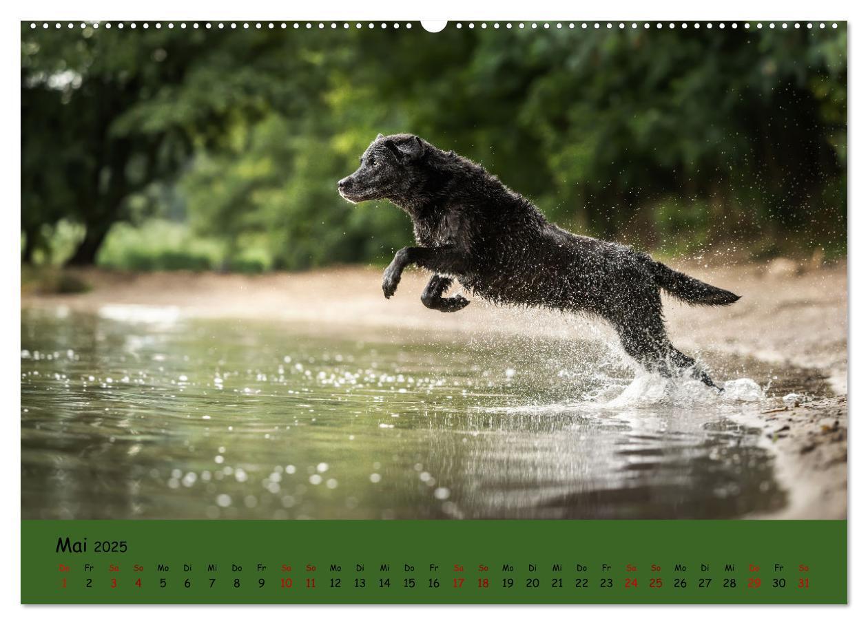 Bild: 9783383959592 | Labrador Retriever - Vielfalt auf Vier Pfoten (Wandkalender 2025...