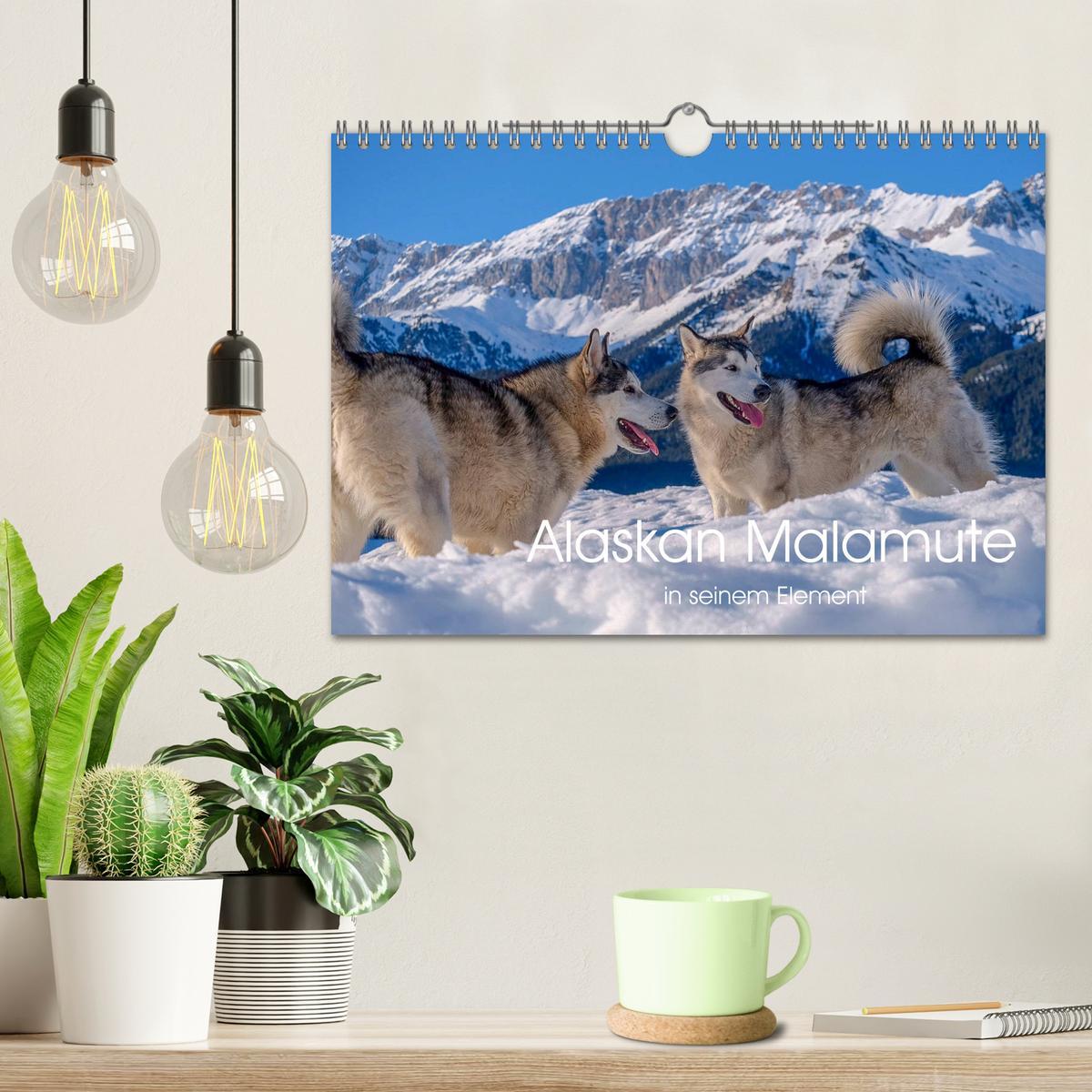 Bild: 9783435214730 | Alaskan Malamute in seinem Element (Wandkalender 2025 DIN A4 quer),...