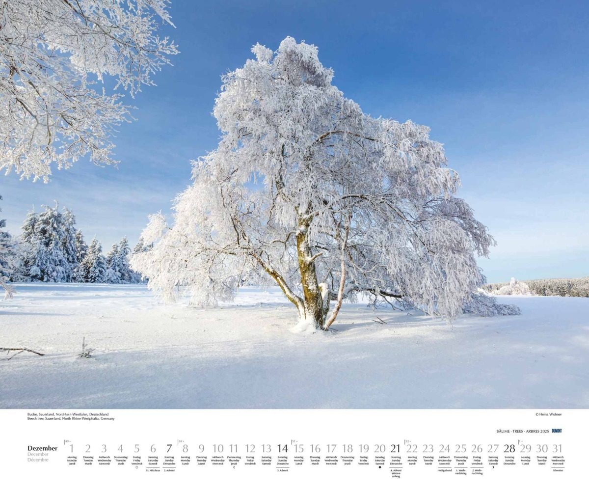 Bild: 4250809652733 | DUMONT - Bäume 2025 Wandkalender, 60x50cm, Fotokunst-Kalender mit...