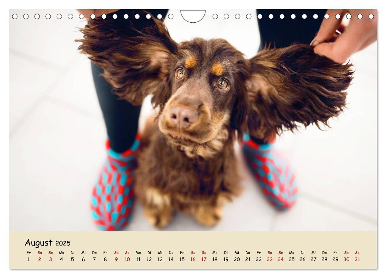 Bild: 9783435137305 | Elvis ein Engl. Cocker Spaniel wird Groß (Wandkalender 2025 DIN A4...