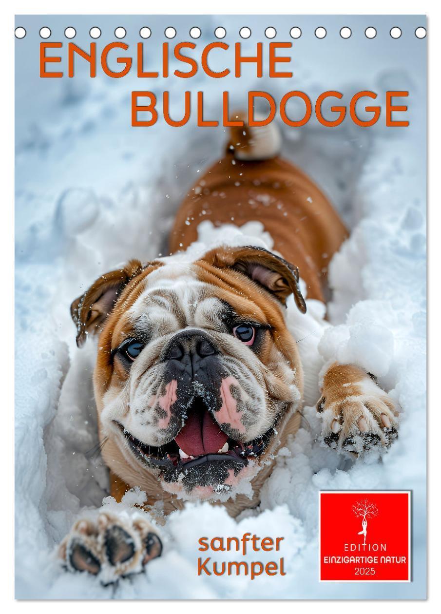 Cover: 9783457175767 | Englische Bulldogge - sanfter Kumpel (Tischkalender 2025 DIN A5...