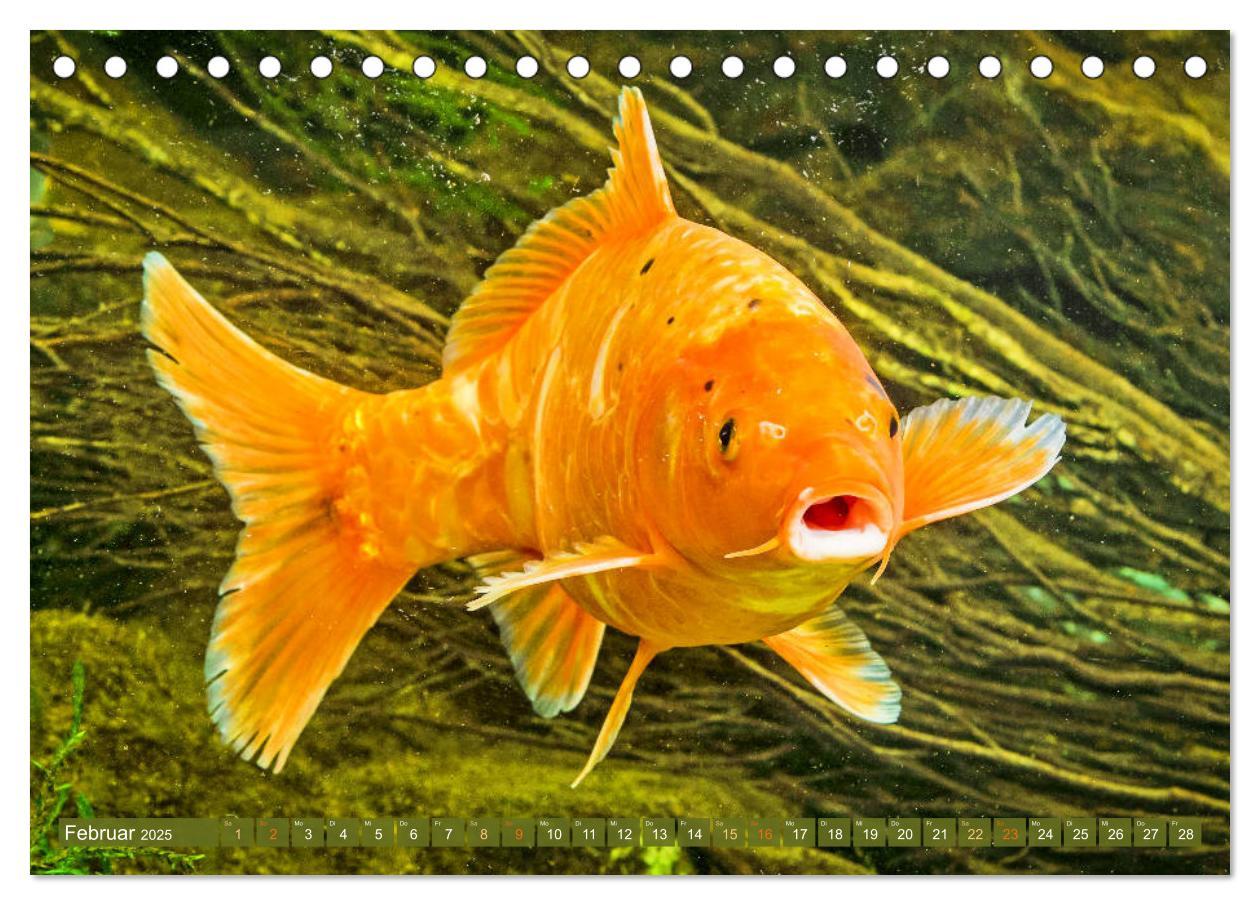 Bild: 9783435128402 | Koi: Juwelen im Teich (Tischkalender 2025 DIN A5 quer), CALVENDO...