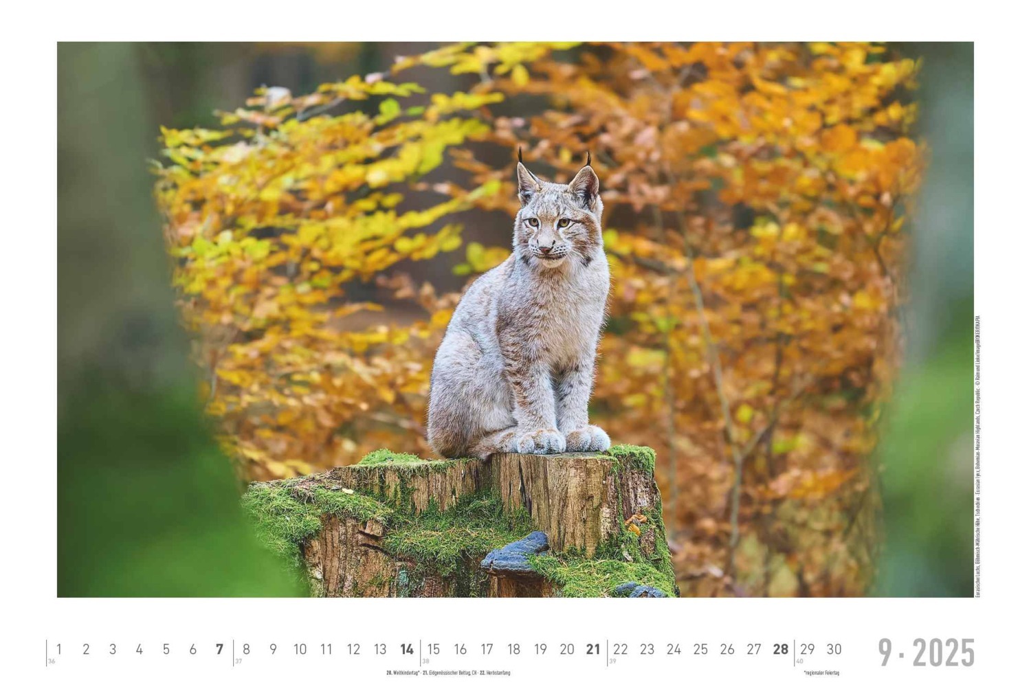 Bild: 4251732342197 | Lebensraum Wald 2025 - Bildkalender 49,5x33 cm - Tiere und Pflanzen...