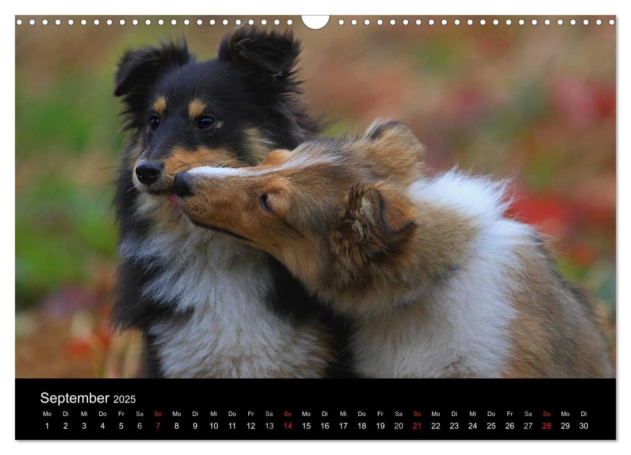 Bild: 9783435752355 | Shelties 2025 (Wandkalender 2025 DIN A3 quer), CALVENDO Monatskalender