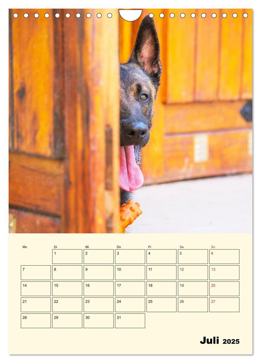 Bild: 9783435959143 | Familienplaner Tausendsassa Malinois (Wandkalender 2025 DIN A4...