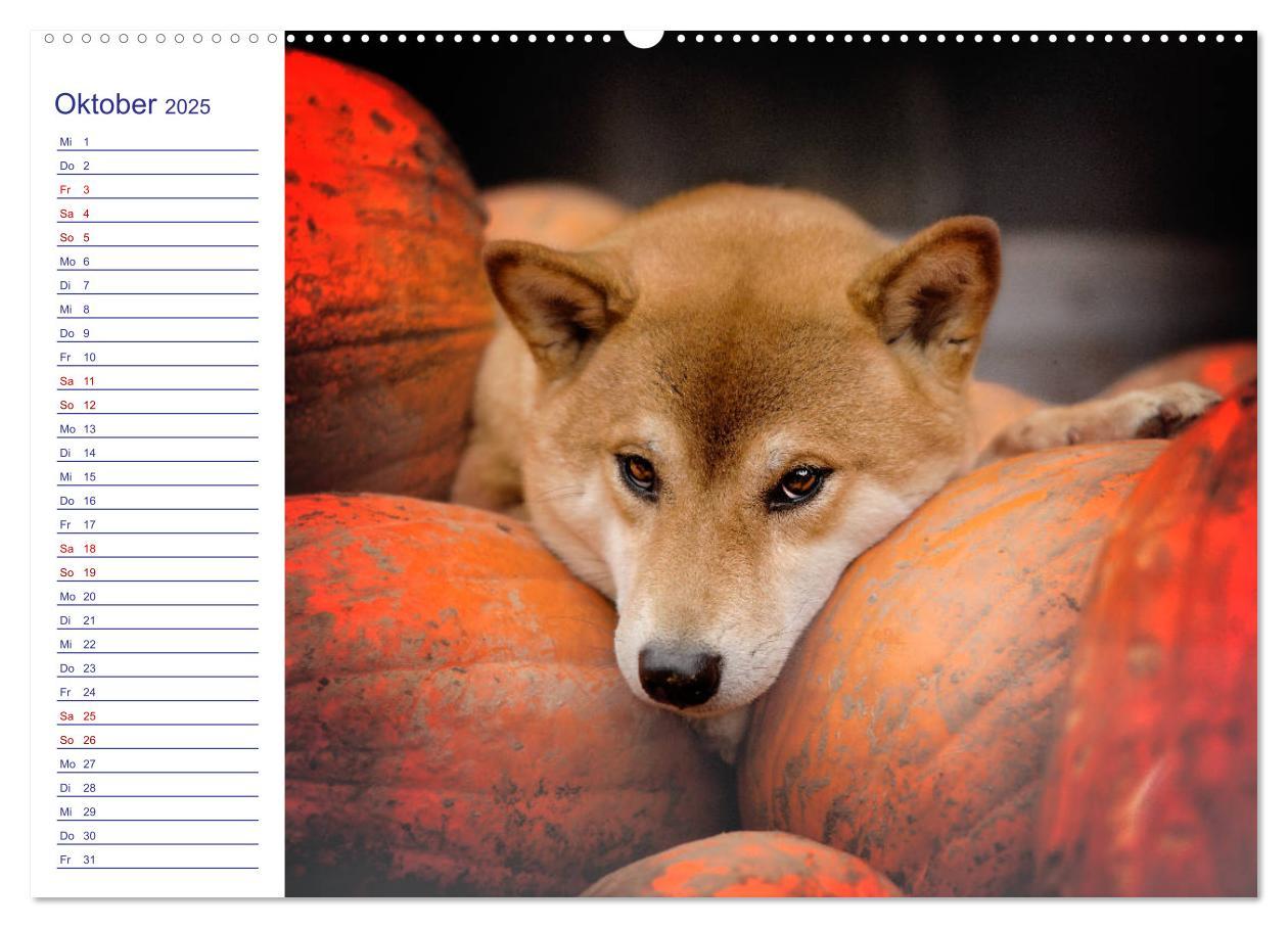 Bild: 9783435101504 | Japans Seelenhunde (Wandkalender 2025 DIN A2 quer), CALVENDO...