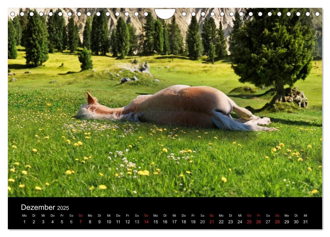 Bild: 9783435565139 | Wunderschöne Haflingerwelt (Wandkalender 2025 DIN A4 quer),...