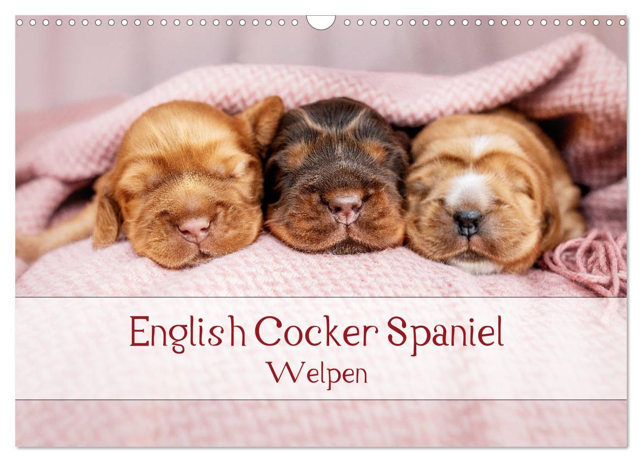 Cover: 9783435119509 | English Cocker Spaniel Welpen (Wandkalender 2025 DIN A3 quer),...