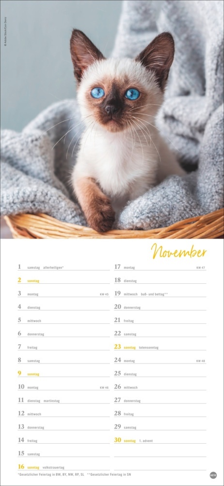 Bild: 9783756406159 | Katzen slim - Auf sanften Pfoten Kalender 2025 | Kalender | 13 S.