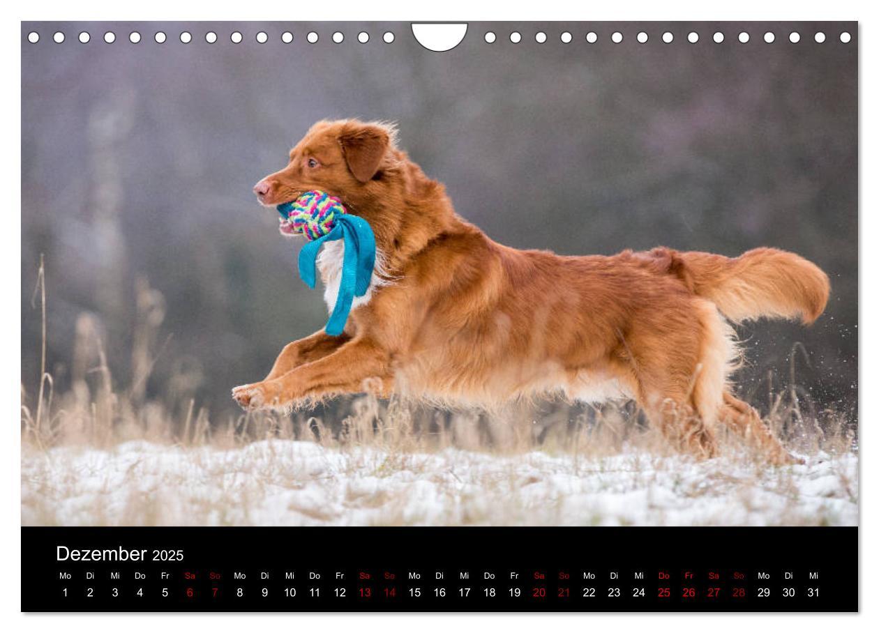 Bild: 9783435392919 | Toller - Nova Scotia Duck Tolling Retriever (Wandkalender 2025 DIN...