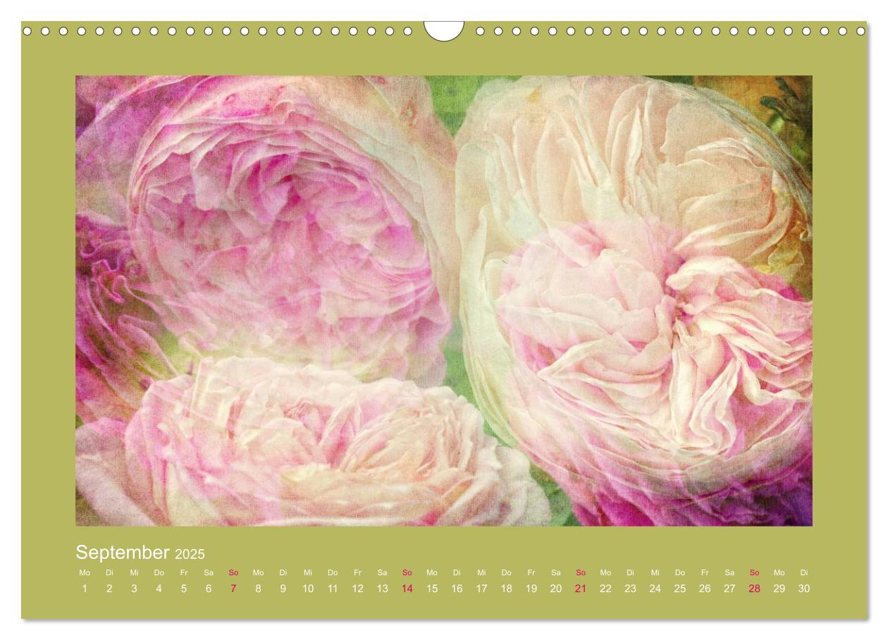 Bild: 9783435737130 | Romantische Rosen (Wandkalender 2025 DIN A3 quer), CALVENDO...