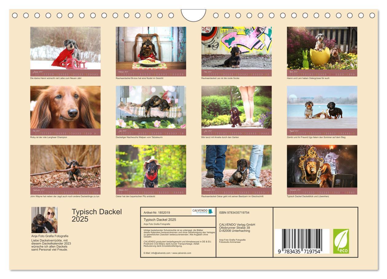 Bild: 9783435719754 | Typisch Dackel 2025 (Wandkalender 2025 DIN A4 quer), CALVENDO...