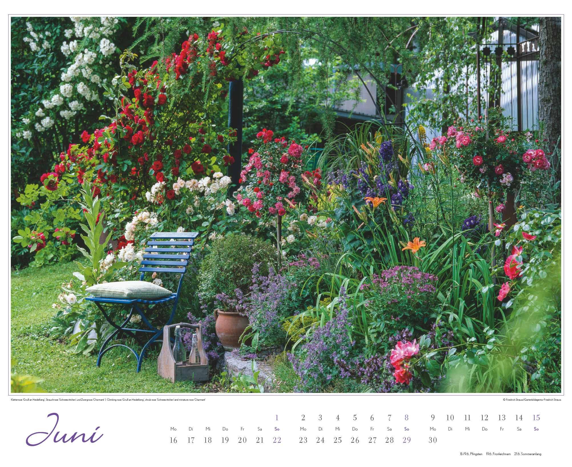 Bild: 4250809653457 | Im Rosengarten 2025 - DUMONT Garten-Kalender - Querformat 52 x 42,5...