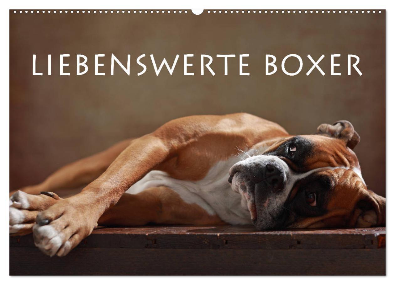 Cover: 9783435435876 | Liebenswerte Boxer (Wandkalender 2025 DIN A2 quer), CALVENDO...