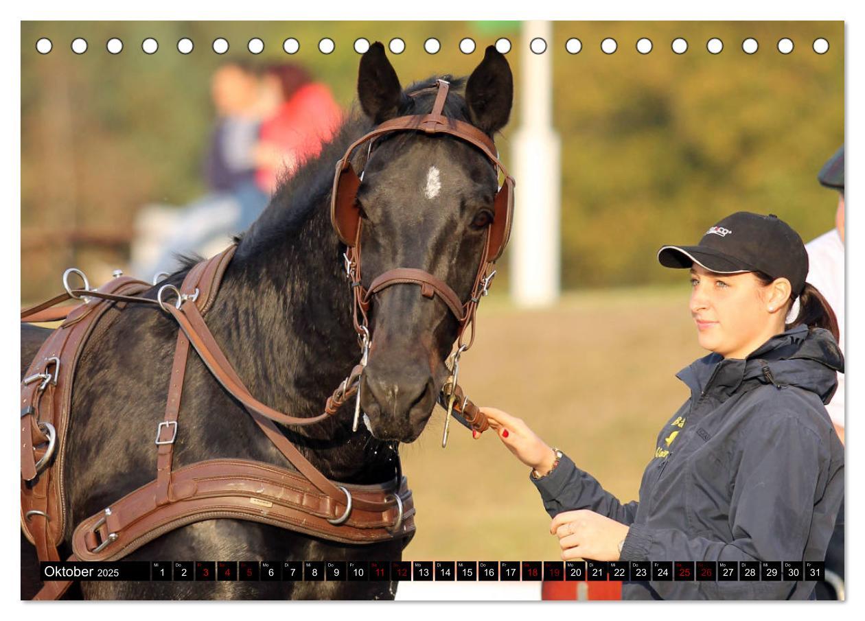 Bild: 9783435394296 | Schwere Warmblüter 2025 (Tischkalender 2025 DIN A5 quer), CALVENDO...