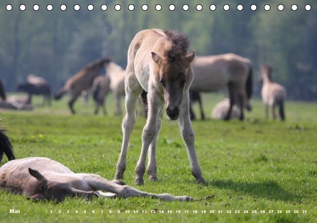 Bild: 9783660482171 | Dülmener Wildpferde - Gefährdete Nutztierrasse (Tischkalender...