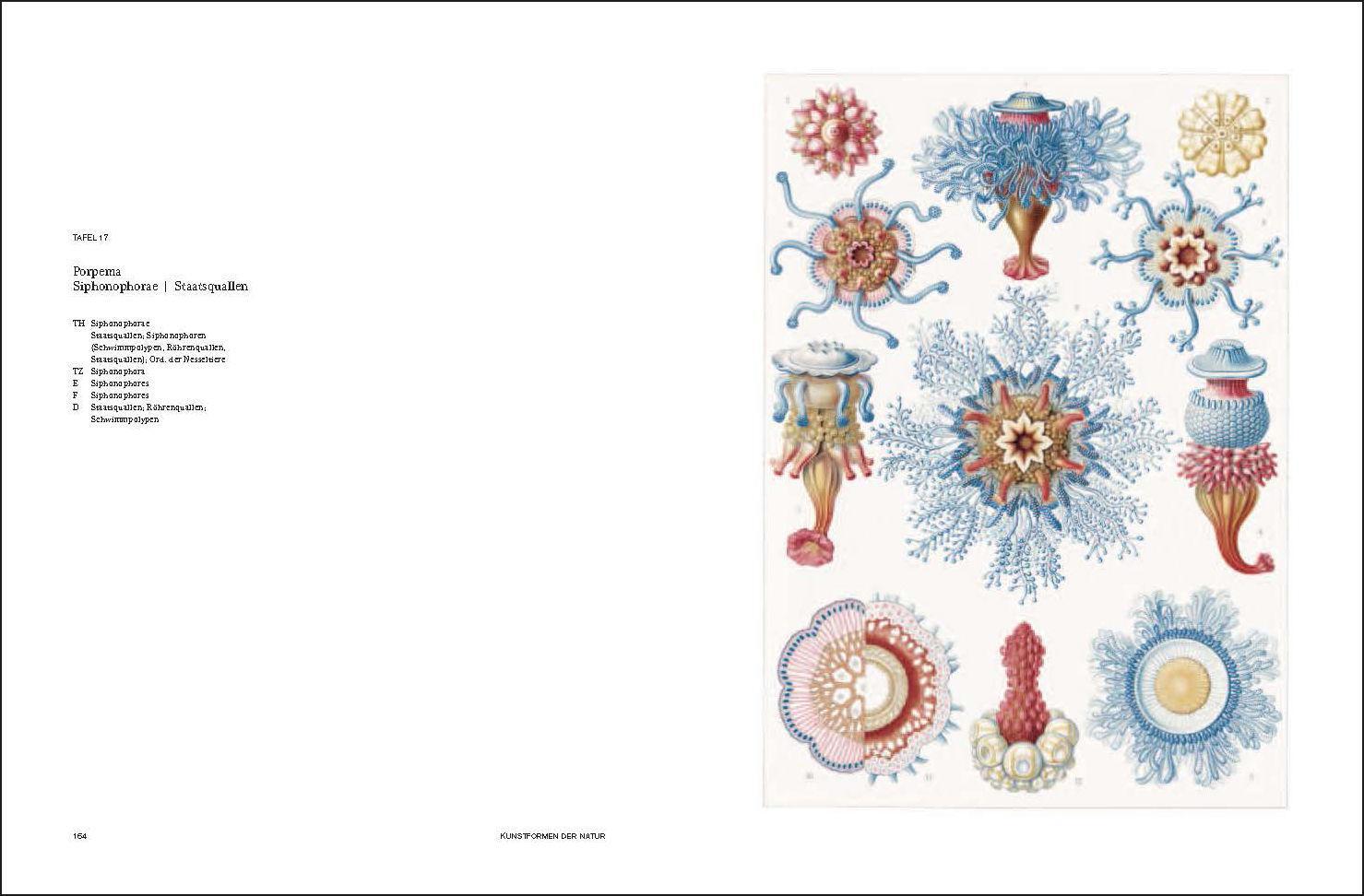 Bild: 9783791346601 | Ernst Haeckel | Kunstformen der Natur - Kunstformen aus dem Meer