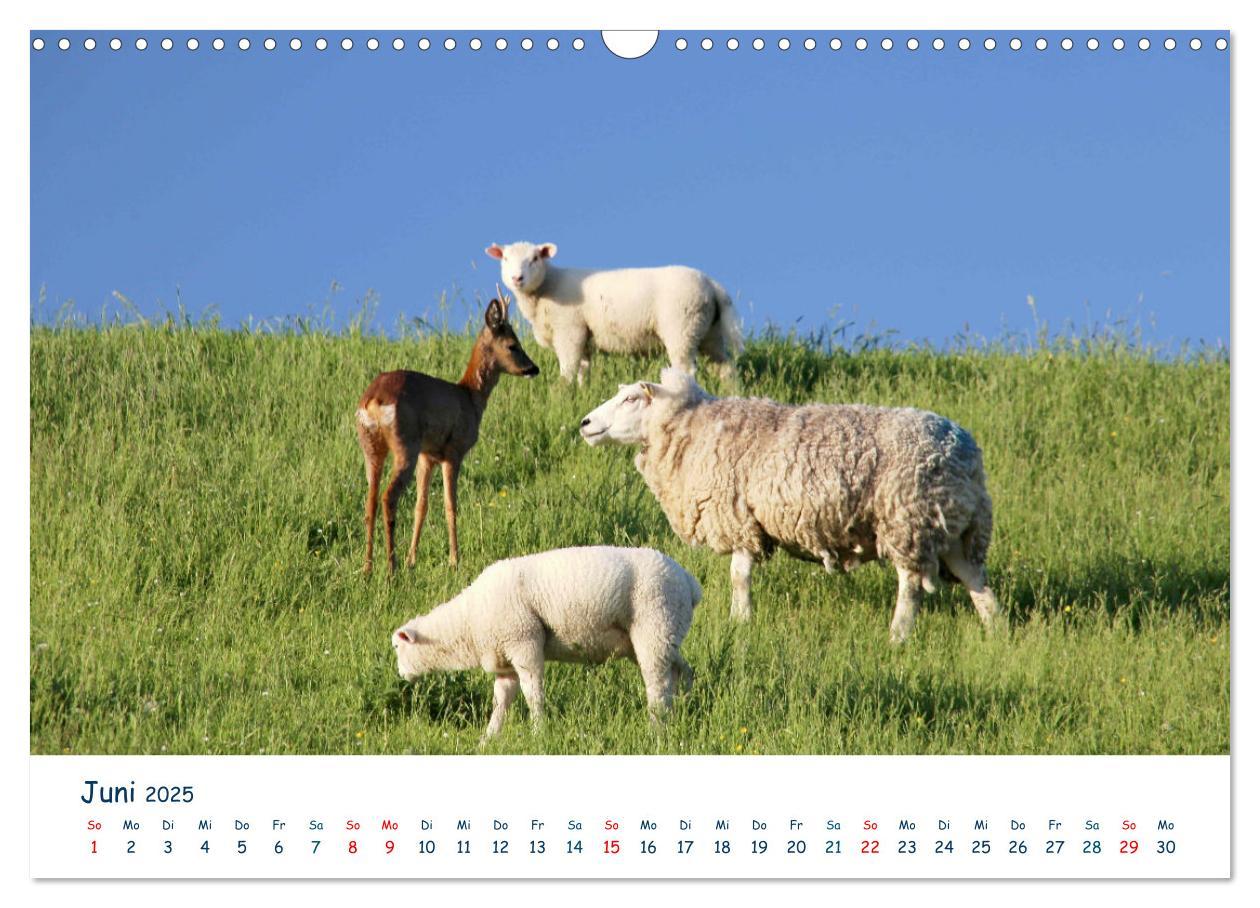 Bild: 9783435622856 | Butjadingen. Impressionen zwischen Jade und Nordsee (Wandkalender...