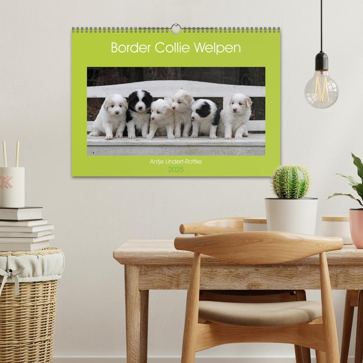 Bild: 9783435833665 | Border Collie Welpen (Wandkalender 2025 DIN A3 quer), CALVENDO...