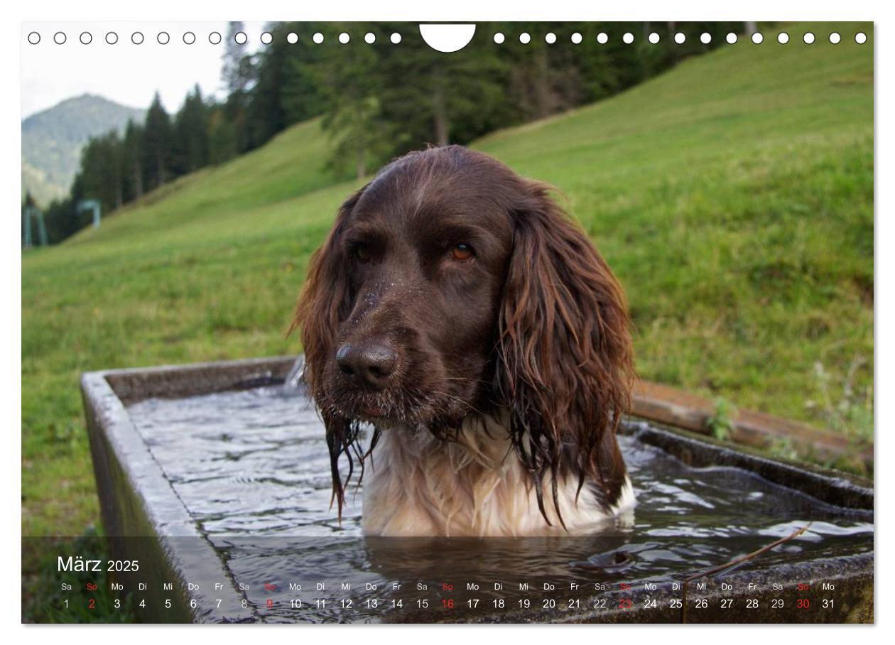 Bild: 9783435633081 | Kleiner Münsterländer Vorstehhund (Wandkalender 2025 DIN A4 quer),...