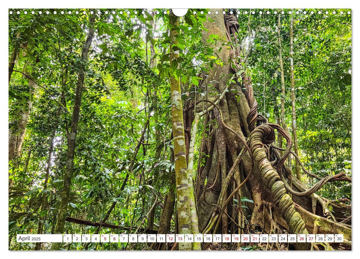 Bild: 9783457151044 | Gunung Leuser Nationalpark Sumatra (Wandkalender 2025 DIN A3 quer),...