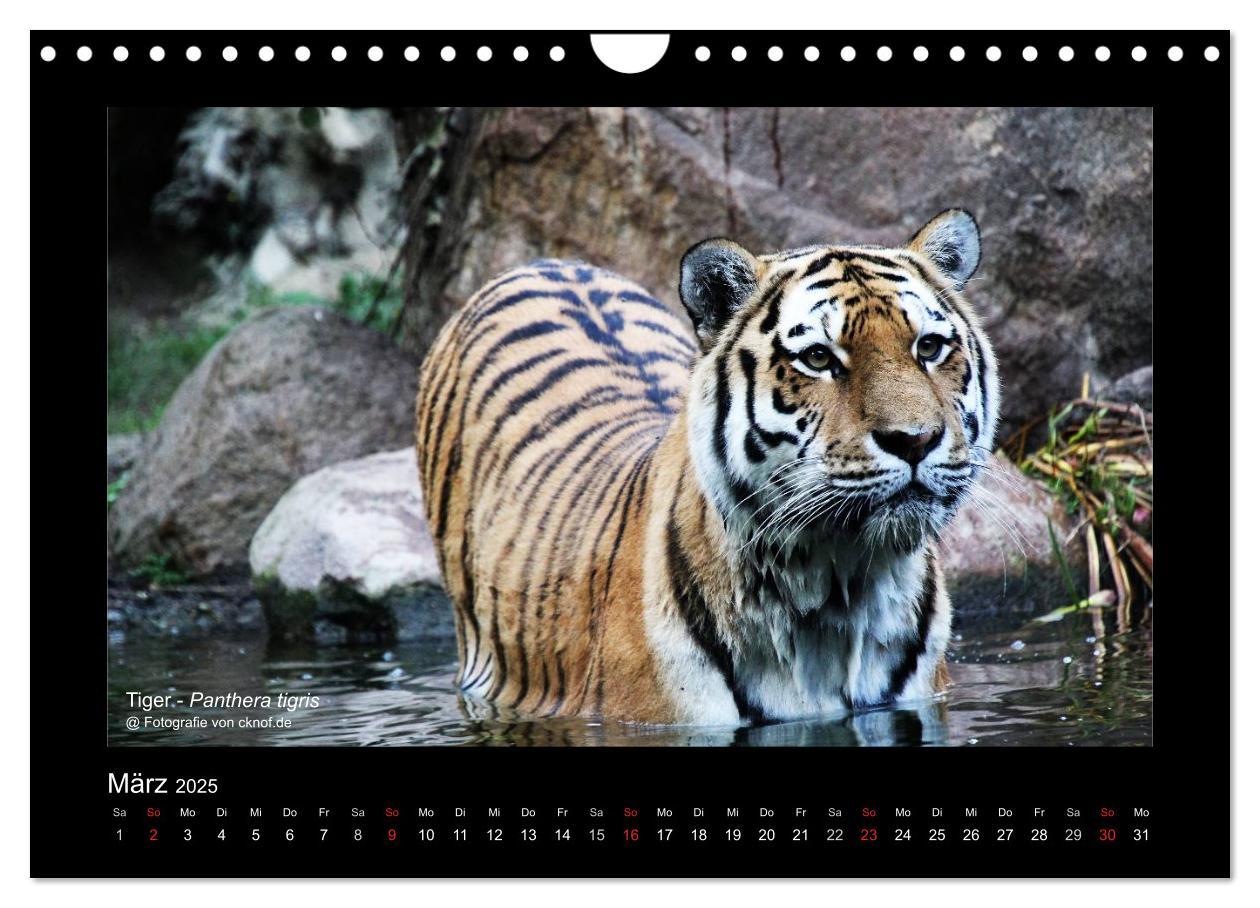 Bild: 9783435786183 | Wildtiere (Wandkalender 2025 DIN A4 quer), CALVENDO Monatskalender