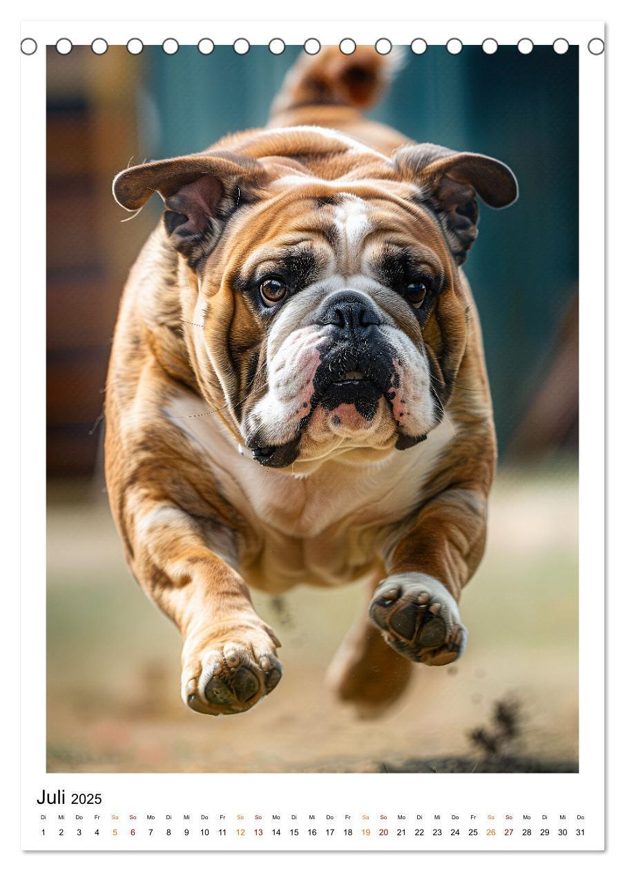 Bild: 9783457175767 | Englische Bulldogge - sanfter Kumpel (Tischkalender 2025 DIN A5...