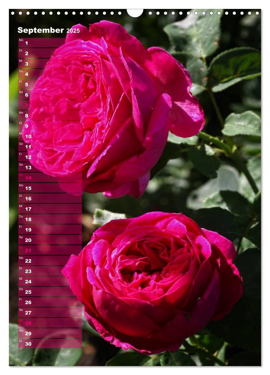 Bild: 9783457063101 | Rosen für DICH / Geburtstagskalender (Wandkalender 2025 DIN A3...