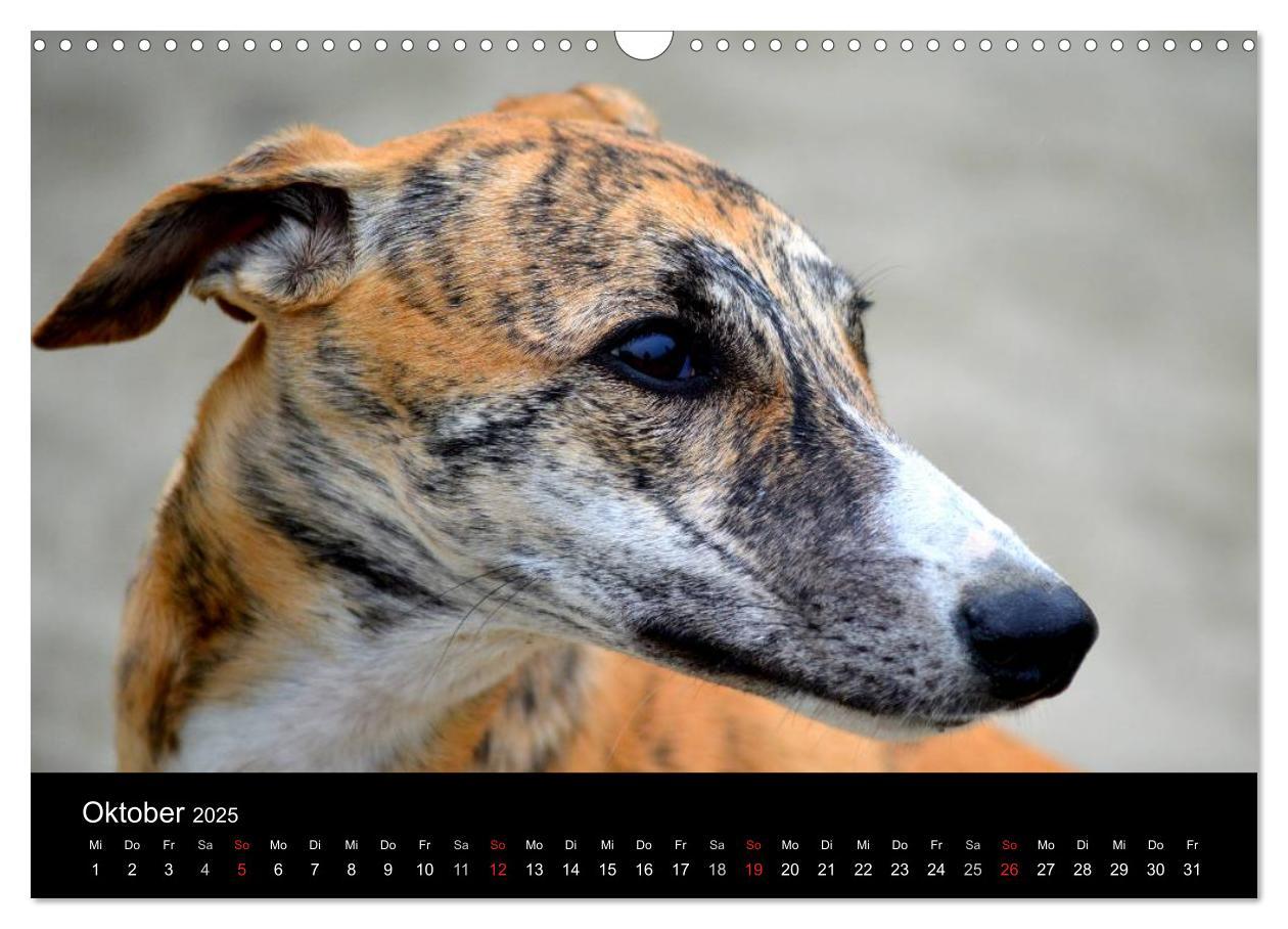 Bild: 9783435650798 | Whippet 2025 (Wandkalender 2025 DIN A3 quer), CALVENDO Monatskalender