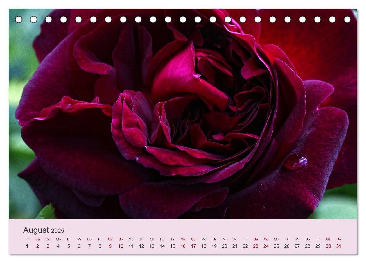 Bild: 9783435452309 | Rosen Reigen im Garten (Tischkalender 2025 DIN A5 quer), CALVENDO...