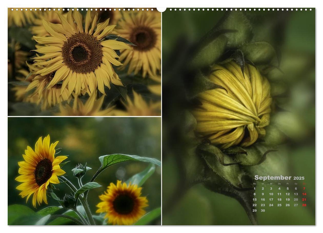 Bild: 9783435611713 | Blumenreise 2025 (Wandkalender 2025 DIN A2 quer), CALVENDO...