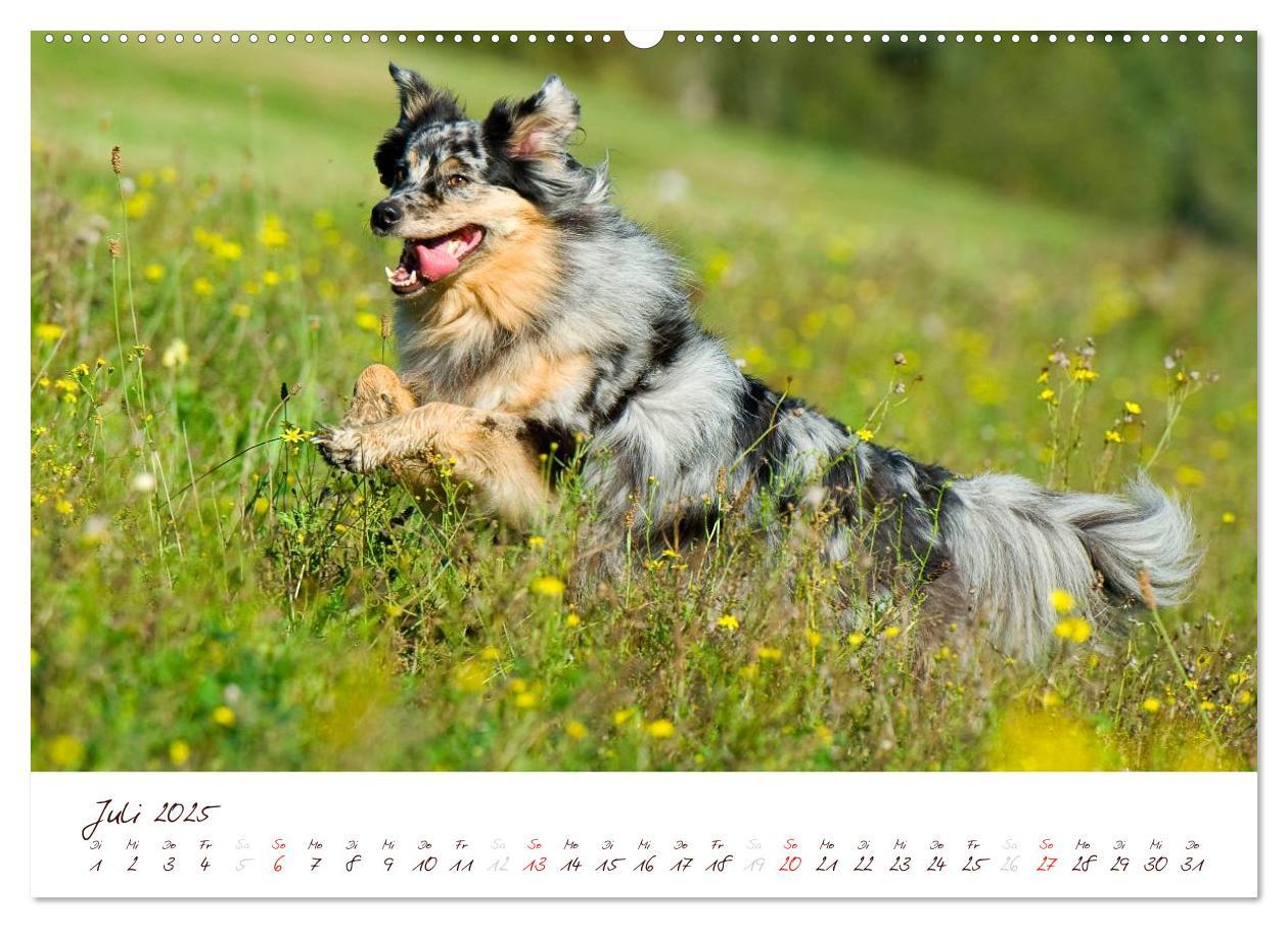 Bild: 9783435803804 | Wunderbare Australian Shepherds (hochwertiger Premium Wandkalender...